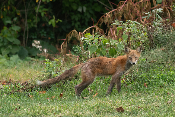 417-SilverImagePhotos